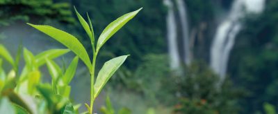 Tea bud and leaves. Tea plantations, Sri Lanka